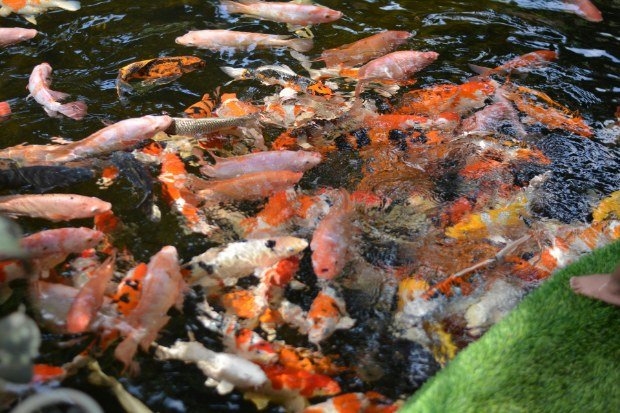 Peluang Usaha Ikan Koi di Pasar Domestik