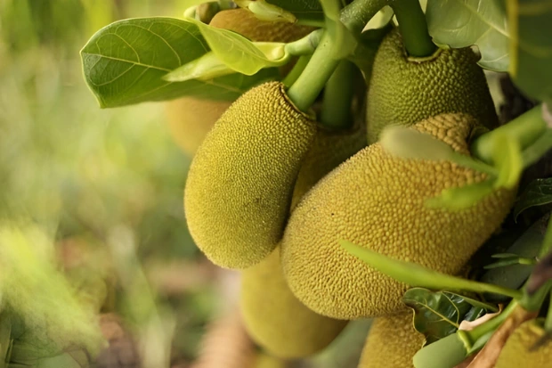 Bahan Utama Gudeg Jogja