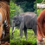 Ancaman Serius bagi Gajah, Harimau, dan Orangutan
