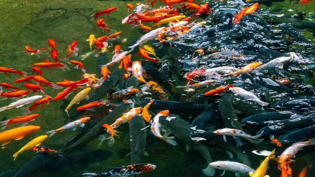 Budidaya Ikan Koi sebagai Peluang Usaha