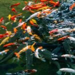 Budidaya Ikan Koi sebagai Peluang Usaha