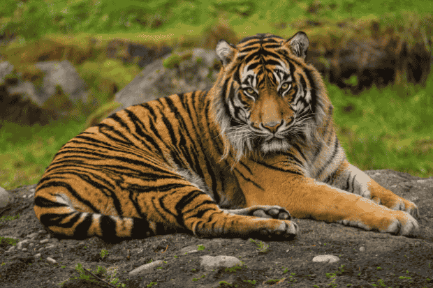 Dampak terhadap Lingkungan dan Keanekaragaman Hayati