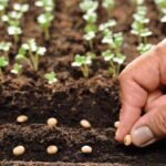 Usaha Bibit Tanaman, Peluang Bisnis Hijau yang Terus Berkembang