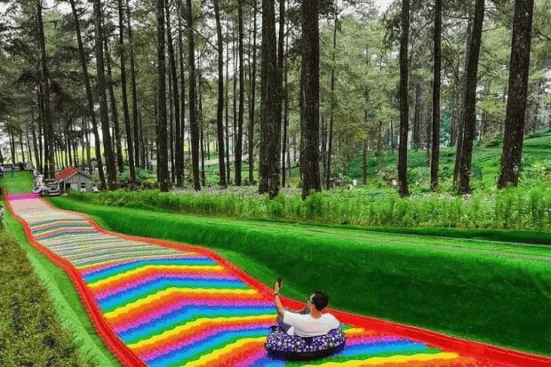 Aktivitas Seru di Hutan Pinus Limpakuwus