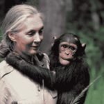 Jejak Kepedulian Dr Jane Goodall di Hati Manusia