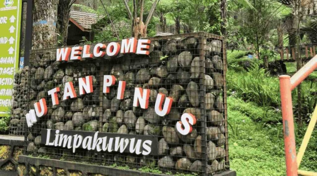 Menikmati Sejuknya Hutan Pinus Limpakuwus di Lereng Baturraden