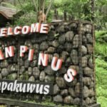Menikmati Sejuknya Hutan Pinus Limpakuwus di Lereng Baturraden
