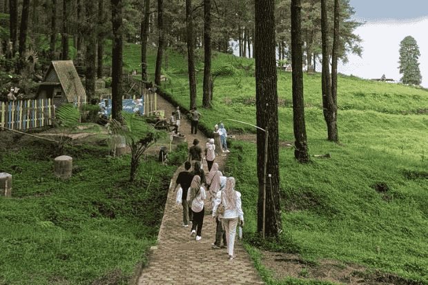 Tips Berkunjung ke Hutan Pinus Limpakuwus